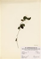 藏品(臺灣山黑扁豆)的圖片